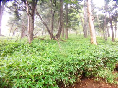 しばらく笹地帯を歩くことになる