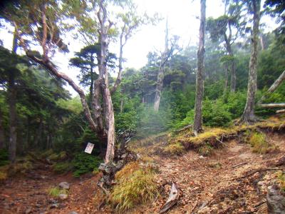 ここからはしばらく斜面がマシになったけど、最後にまた急登になりそう