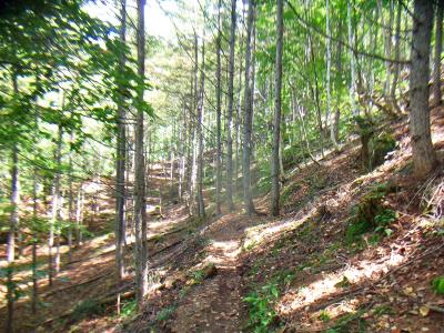 しばらくこういう道が続く