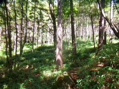 たしかに人がほとんどいないし、深田久弥がいうようにこの山はひっそりしている