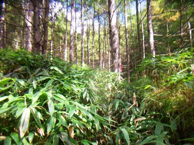 笹に覆われていて道がわかりにくい。というかマダニが心配だった