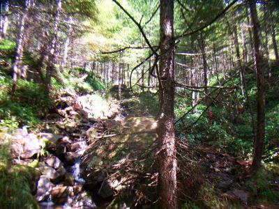 沢筋が続くが道が少しわかりにくい。テープがあったので従って進んでいく