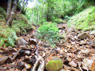ここのガレ場は雨上がりのせいで濡れていて、結構滑り易い。下山時は注意が必要だな