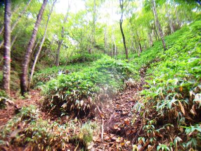 ここから結構な登りになる。おそらくコルへの登り