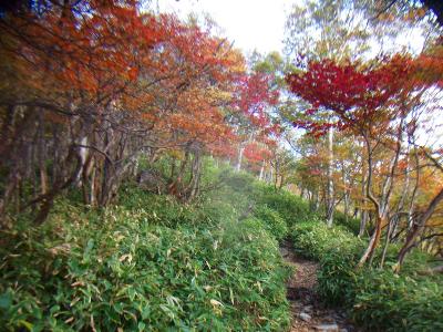 樹林帯の中はすっかり色づいている。標高は2000mもないのに気温が違うんだね