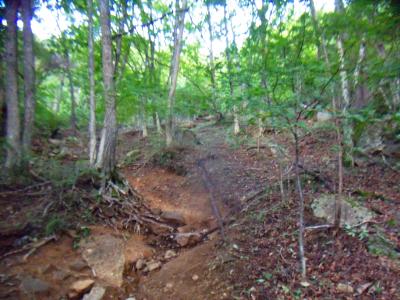 朝早いのでちょっと寝ぼけモードで登山道を歩く