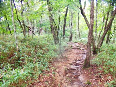 登山道の土が雨でグショグショ。あまりこういう道は歩きたくないが・・・