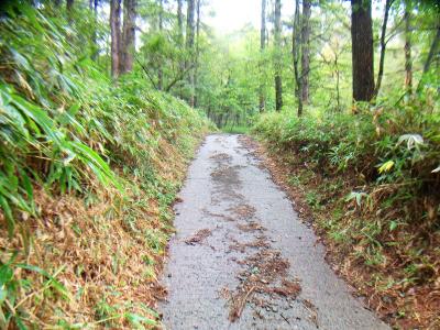 舗装道だけどこれは山荘用の管理道かな！？