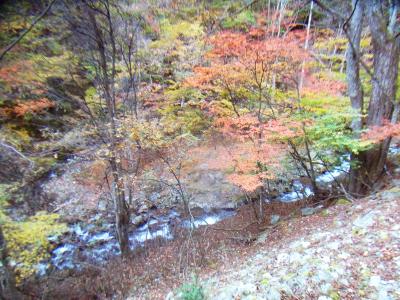 沢筋を歩いていると紅葉が美しい。終わりかけてるのもあったけど・・・