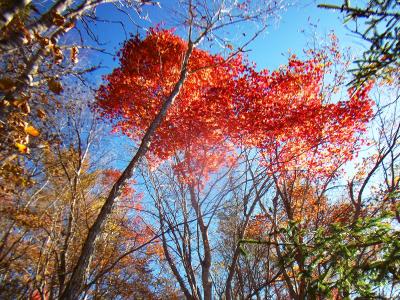 真っ赤に染まった葉と青空がまたグッド。今日は本当に天気がいい！！
