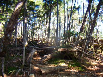登山道を歩いていると荒れているのとプラス急登の連続でヘトヘトになってきた