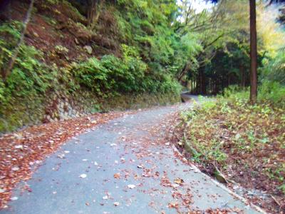 ひたすら林道を歩く。林道歩きは嫌だけど5kmくらいこれが続くとなると心が折れそう