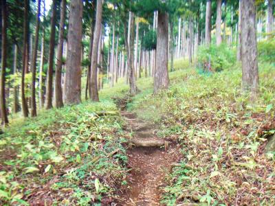 ここからは登山道になる。しばらくはこういう道が続く