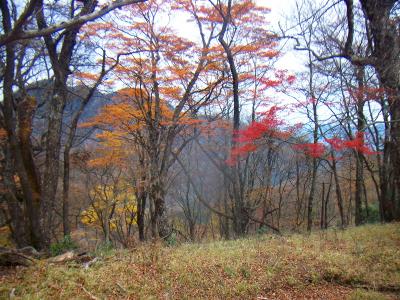 下山時に真っ赤に色づいた紅葉をとるけど、終わりかけのものもあった。樹林の種類によって違うのかな！？とりあえず膝が痛いので、かなりのスローペースで下る