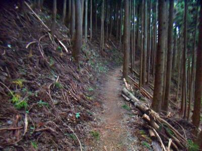 しばらくこういう樹林帯の道が続く