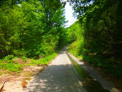 しばらくは林道歩きとなる。なんであそこで林道ゲートなんだろうかと思いながら歩く