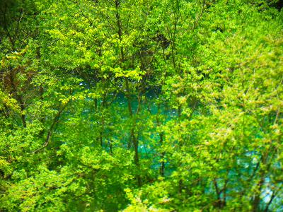 綺麗な沢の水。グリーンが美しい