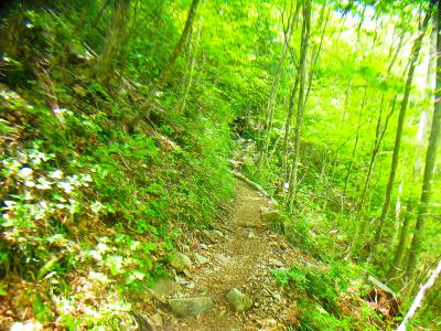 沢から登山道に入って登っていく。まあそこまで急登でもないししんどくない