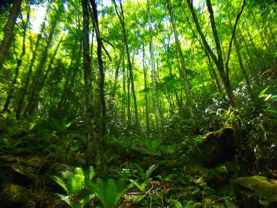 登山道はずっと樹林帯の中。グリーンに囲まれて歩くのはいい感じだけど、景色が変わらない