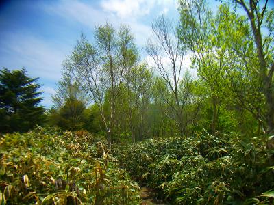 ここで少し景色が変わった。明るい場所に出たけど展望はない