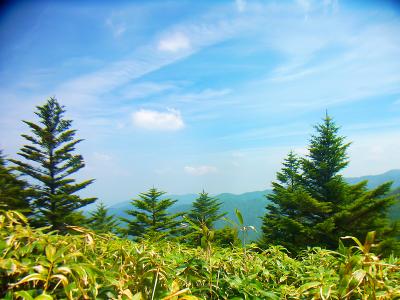 笹地帯の向こう側に少しだけ展望があるけど何の山が見えてるかわからんね