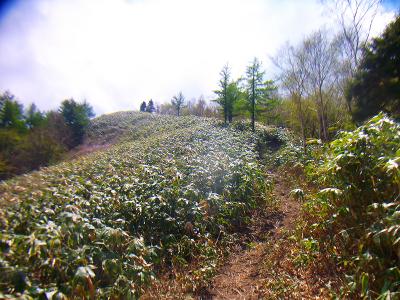 樹林帯から抜けて笹地帯の道になったけど、あまり面白みのない道が続く