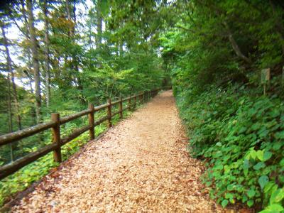 整備された道が続く。おそらく滝に行く人が多いからだと思われる