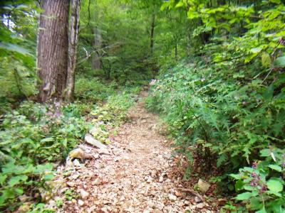 やっと登山道っぽくなった。まあ滝から登る人は少ないからだと思われる