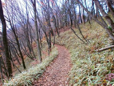 大岳山直下まではこういったなだらかな道が続く。歩いていて楽だね