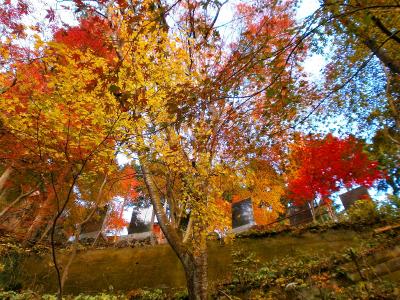 御岳山付近に戻ると、行きは気づかなかったけどすっかり紅葉になっていた