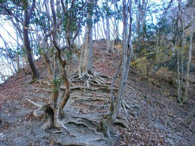 奥多摩湖からの登りは階段から少し急登が続く。といってもそこまでしんどくなかった