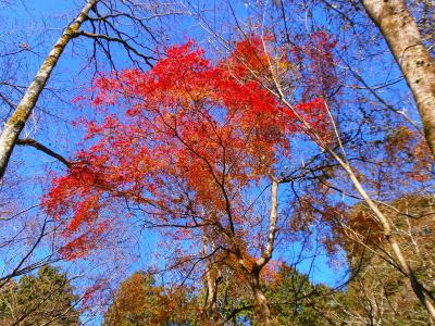 もう１２月だけど、まだ紅葉が残っていた。まだ下のほうだからね