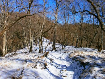 数センチだけど完全に雪道となった。まあ凍っていないので滑りはしなかったけど・・・
