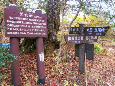 乙女峠の尾根に取り付いた。とりあえず最初は丸岳を目指す