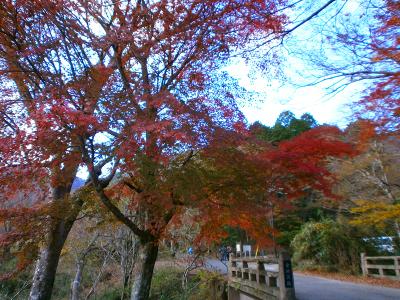 下のほうは紅葉真っ盛りだと思われたので撮影しておいた。今日はこれでバスに乗って帰宅。お疲れ様でした！