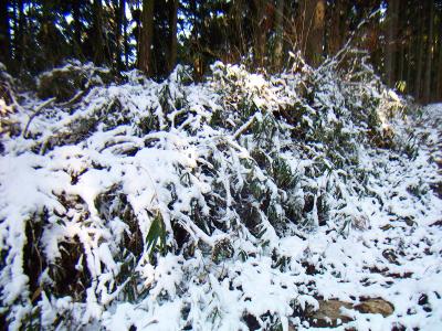 林道でも朝は雪道だった