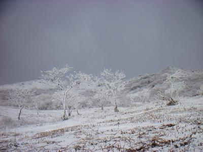ここでまた雲に覆われてしまった。霧氷があるのに曇っていて残念