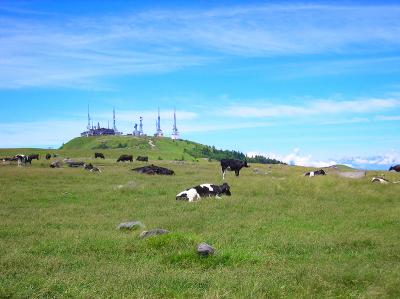 さすがは高原だけあって牛が数頭いた