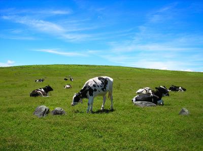 牛をアップで撮影してみた。こういう感じもなかなかいい