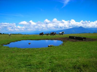 戻っている途中で高原地帯に数頭の馬が走ってきた