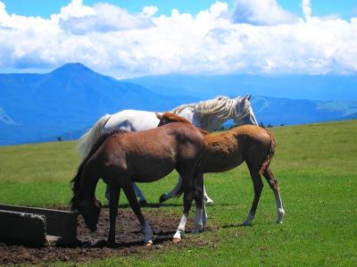 馬の種類はわからないけど、白い馬に角でも生えていたらユニコーンだな