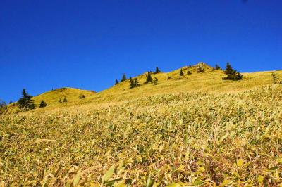 青と緑のコラボ