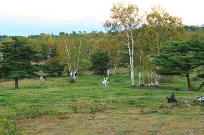 朝から牧場に牛がいた