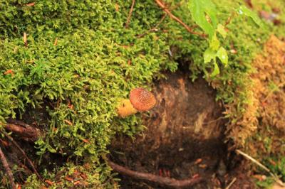 苔と小さいキノコ
