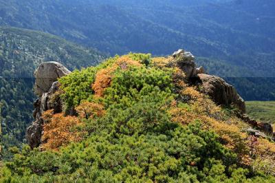 高い山ってこういう植物が多いね。オレンジに色づいたものと緑もまた高山にきた感じがする
