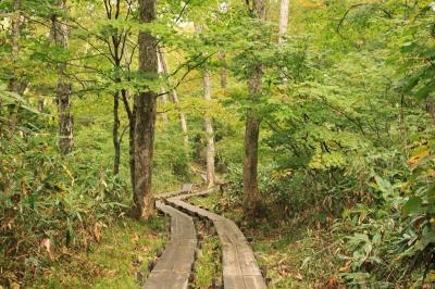 さすがは尾瀬の道。キッチリ整備されていて歩きやすい