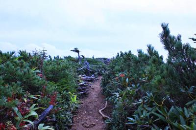 急いで大清水に戻っていくが、ここで朝に抜かした人と出会って山頂行ったことを伝えるとびっくりされた