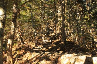 まずは樹林帯の中をひたすらハイペースで登る
