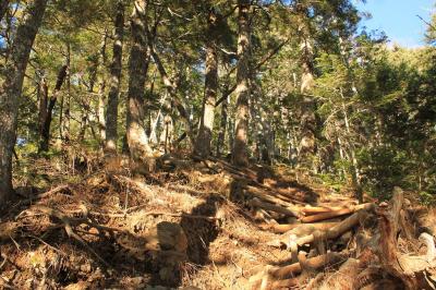 ひたすら続く樹林帯の道。かなり長く感じた