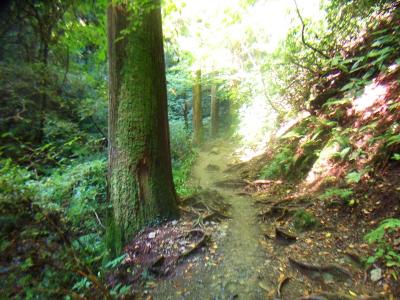 まだまだ沢筋は続く